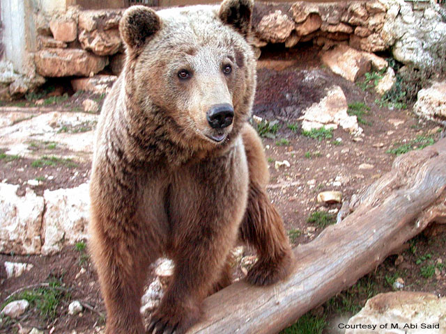 Brown Bear (Ursus arctos syriacus)