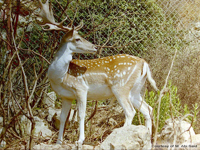 Fallow Deer (Dama mesopotamica)