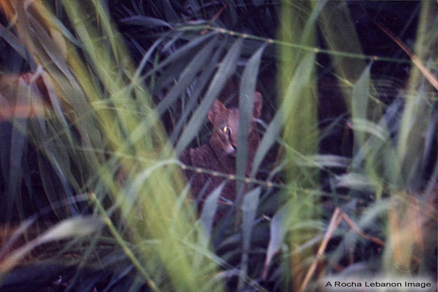 Swamp Cat (Felis chaus)